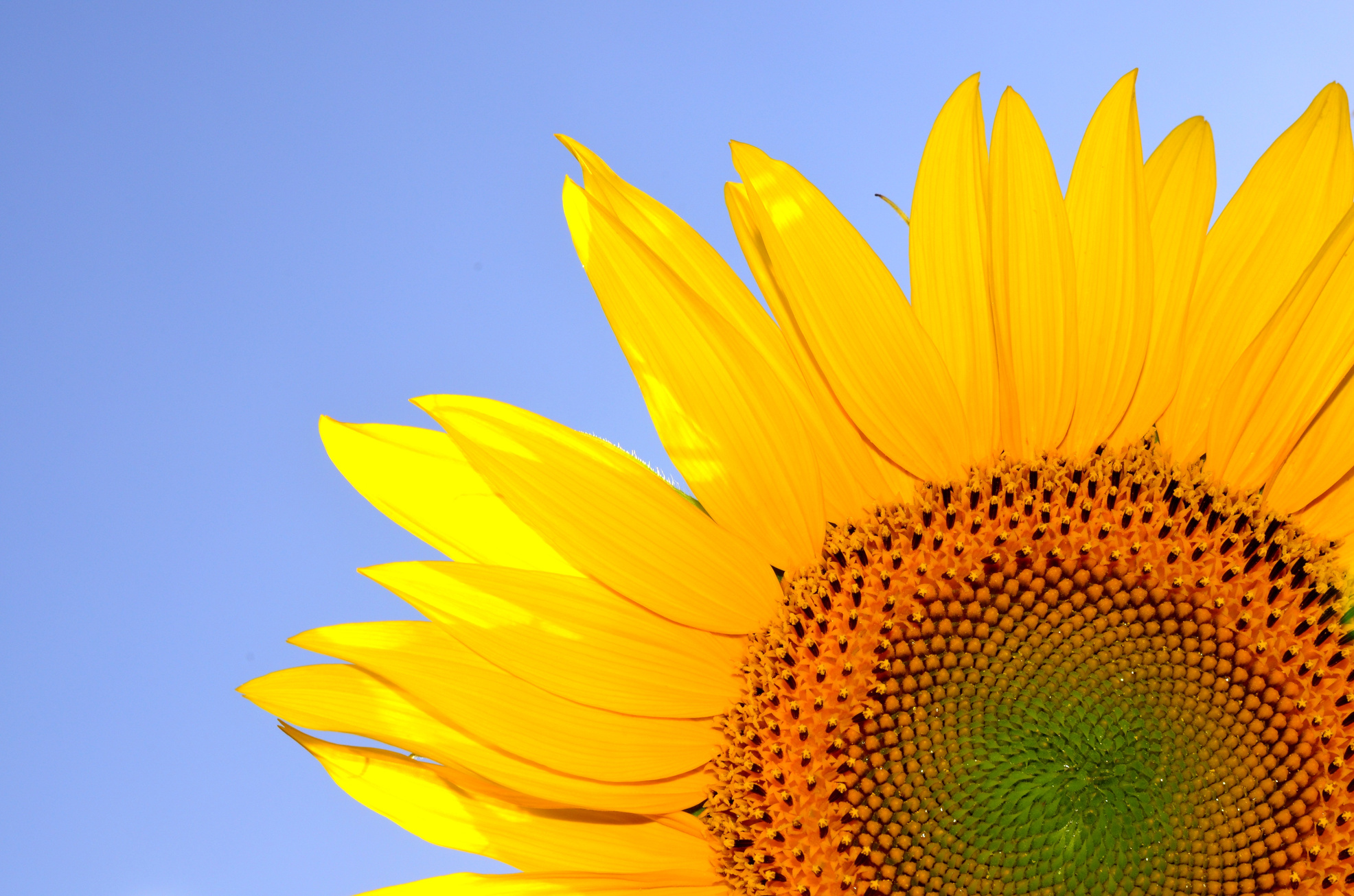 Close up of a Sunflower